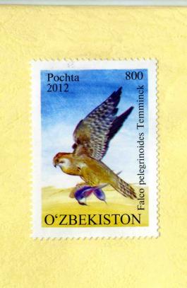 Uzbeki post stamp with a picture of Red-naped Shaheen Falco pelegrinoides Temminck