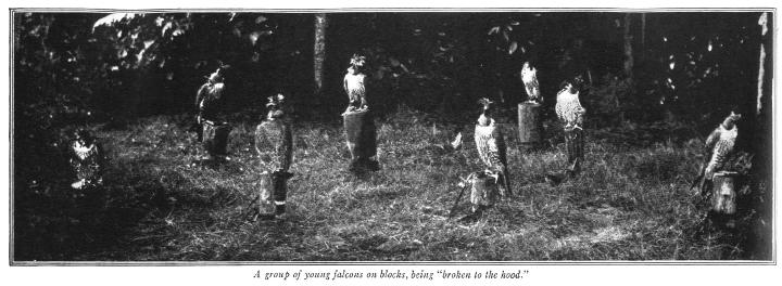 A group of young falcons on blocks - Vanity Fair in October 1914
