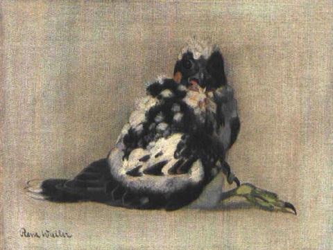 Young Peregrine Falcon by Renz Waller (1895-1979)