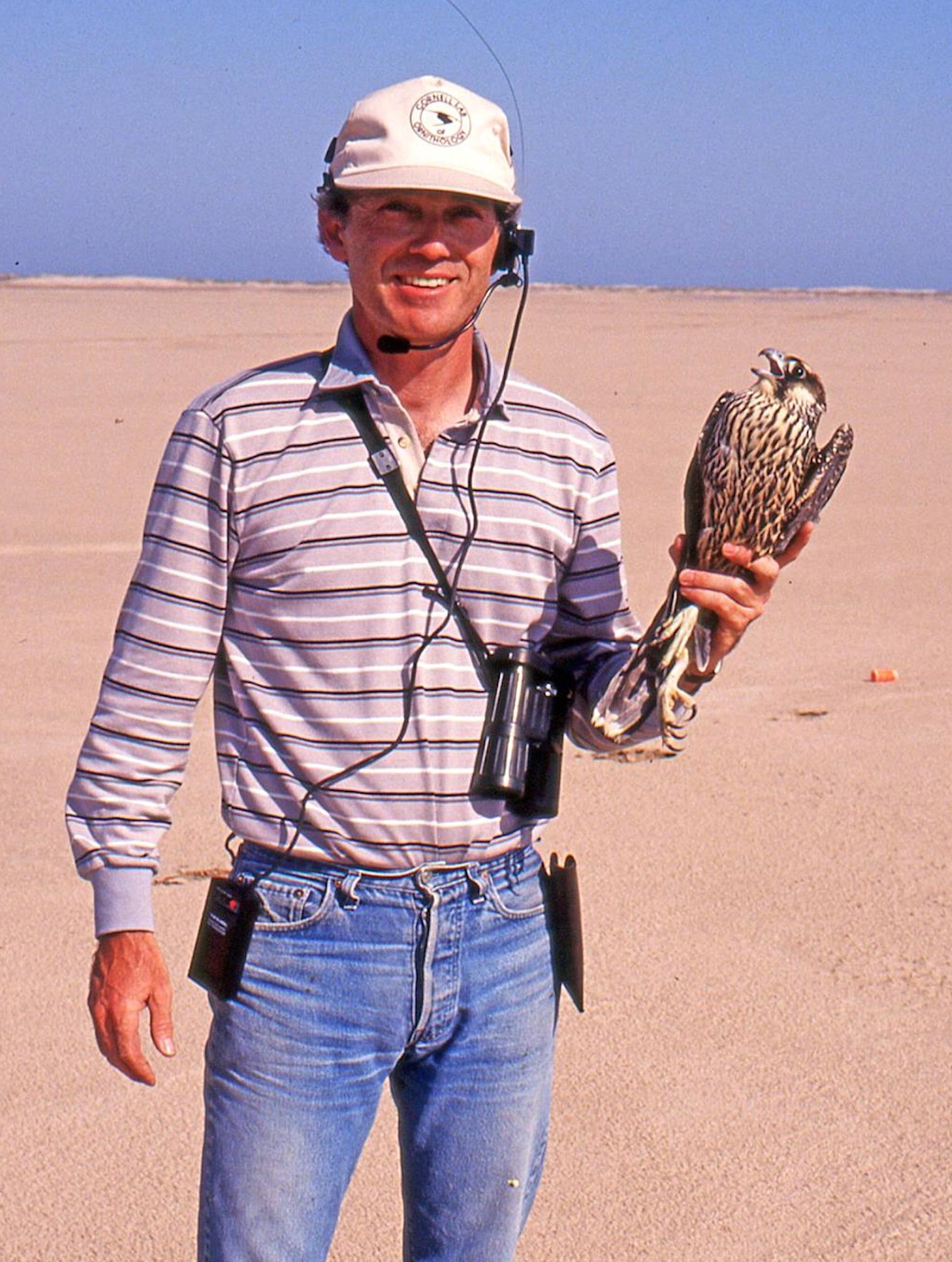 Tim Gallagher - Trapping and banding Peregrine Falcons on the Gulf Coast in 1991 