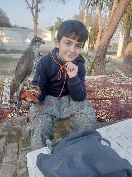Young Falconer Peer Ghose Ali shah With A Sparrowhawk (Pakistan)