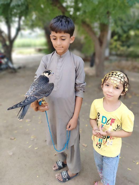 Young Falconer From Pakistan'' M Uzaib And Ayesha, Learning The Art Of Falconry Using Hobby Falcon.