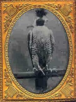 William Brodrick. His falcon 1850